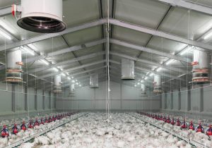 Solar Light for Poultry farm