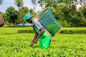 Man harvesting tea from farm
